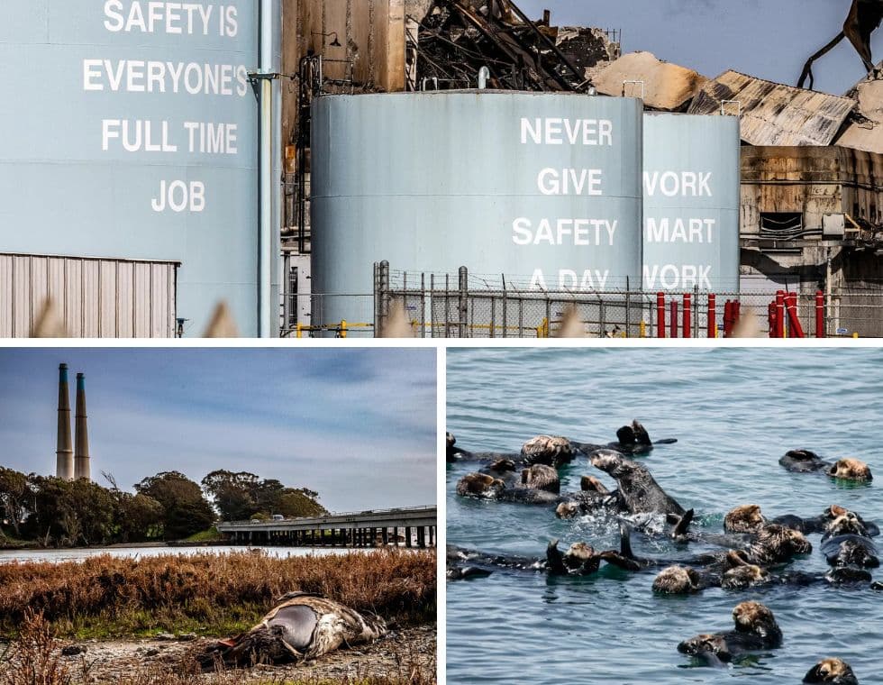 (Arriba) Se ven daños por incendio en la central eléctrica de Moss Landing, California, el 17 de febrero de 2025. (Abajo a la izquierda) El cadáver de una foca se encuentra fuera de la central eléctrica de Moss Landing, California, el 17 de febrero de 2025. (Abajo a la derecha) Un grupo de nutrias marinas juega en el agua en Moss Landing, California. (John Fredricks/The Epoch Times, Lilian Carswell/US Fish and Wildlife Service)