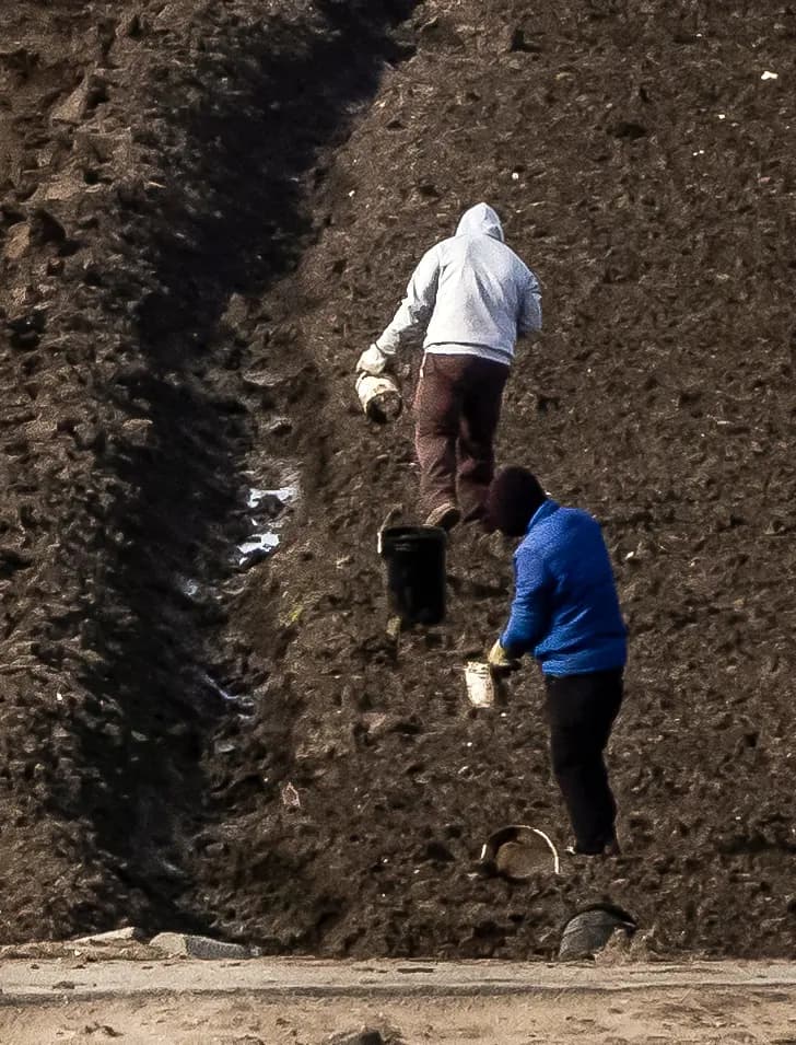 Agricultores trabajan en Moss Landing, California, el 17 de febrero de 2025. (John Fredricks/The Epoch Times)