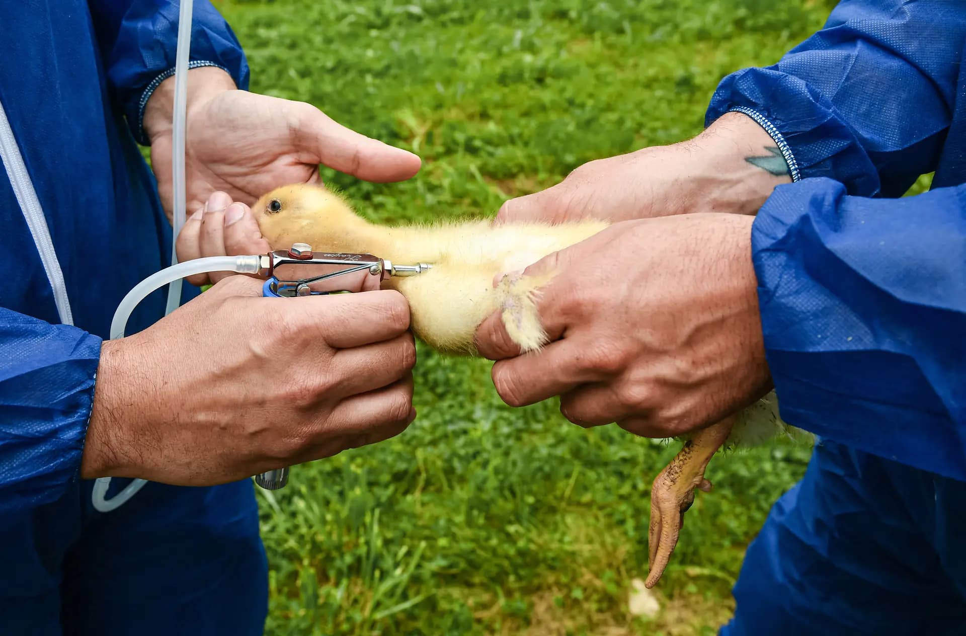 Un patito es vacunado con la vacuna Volvac contra la gripe en una granja de cría en Renung, en el suroeste de Francia, el 1 de julio de 2024. México vacuna a las gallinas enfermas, con la esperanza de que infectarlas con una versión más débil del virus las lleve a formar anticuerpos para combatir el virus. (Gaizka Iroz/AFP a través de Getty Images).