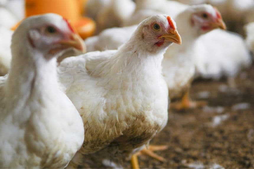 Pollos en una granja avícola en Abbotsford, Columbia Británica, Canadá, el 10 de noviembre de 2022. En Canadá, cerca de 15 millones de aves comerciales se vieron afectadas por el virus hasta el 25 de febrero de 2025. Imagen ilustrativa (wirestock/Freepick)