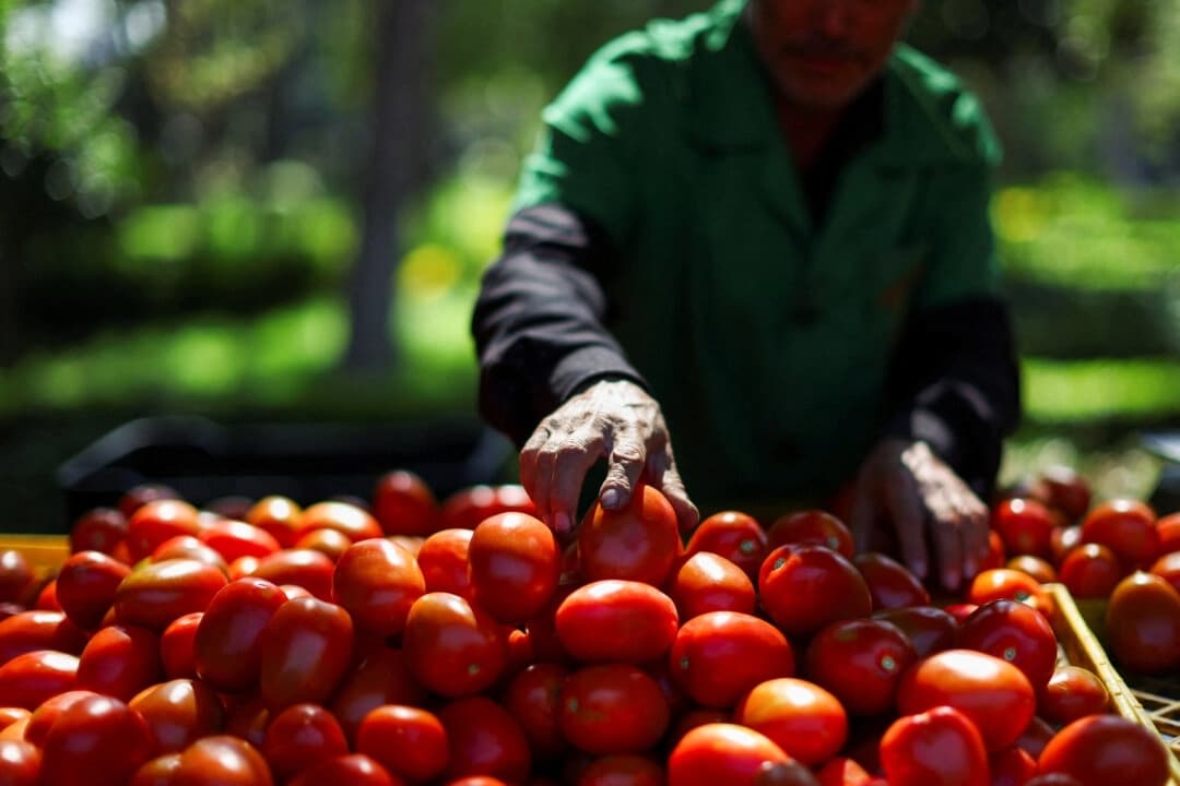 EE. UU. impondrá un arancel del 21% a los jitomates mexicanos