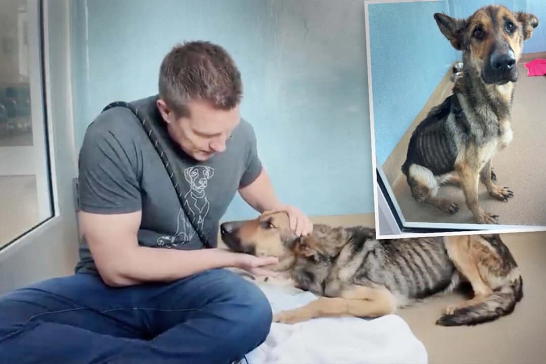 Perrita desnutrida llora cuando le dicen "buena chica" por primera vez tras su rescate