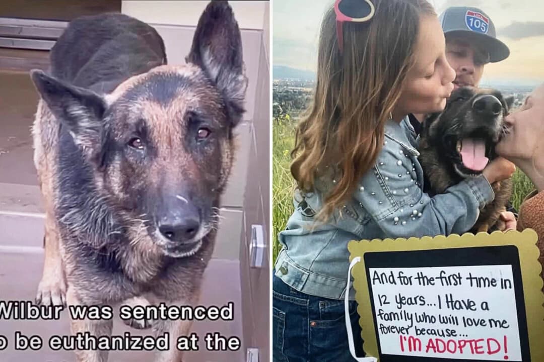 Familia salva a perro diagnosticado con cáncer 30 minutos antes de ser sacrificado
