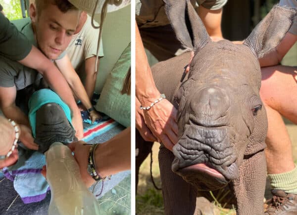 (Cortesía de Care for <a href="https://www.facebook.com/careforwild/" target="_blank" rel="noopener">Wild Rhino Sanctuary</a>)