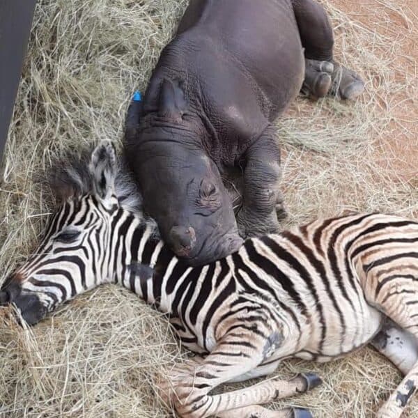 (Cortesía de Care for <a href="https://www.facebook.com/careforwild/" target="_blank" rel="noopener">Wild Rhino Sanctuary</a>)