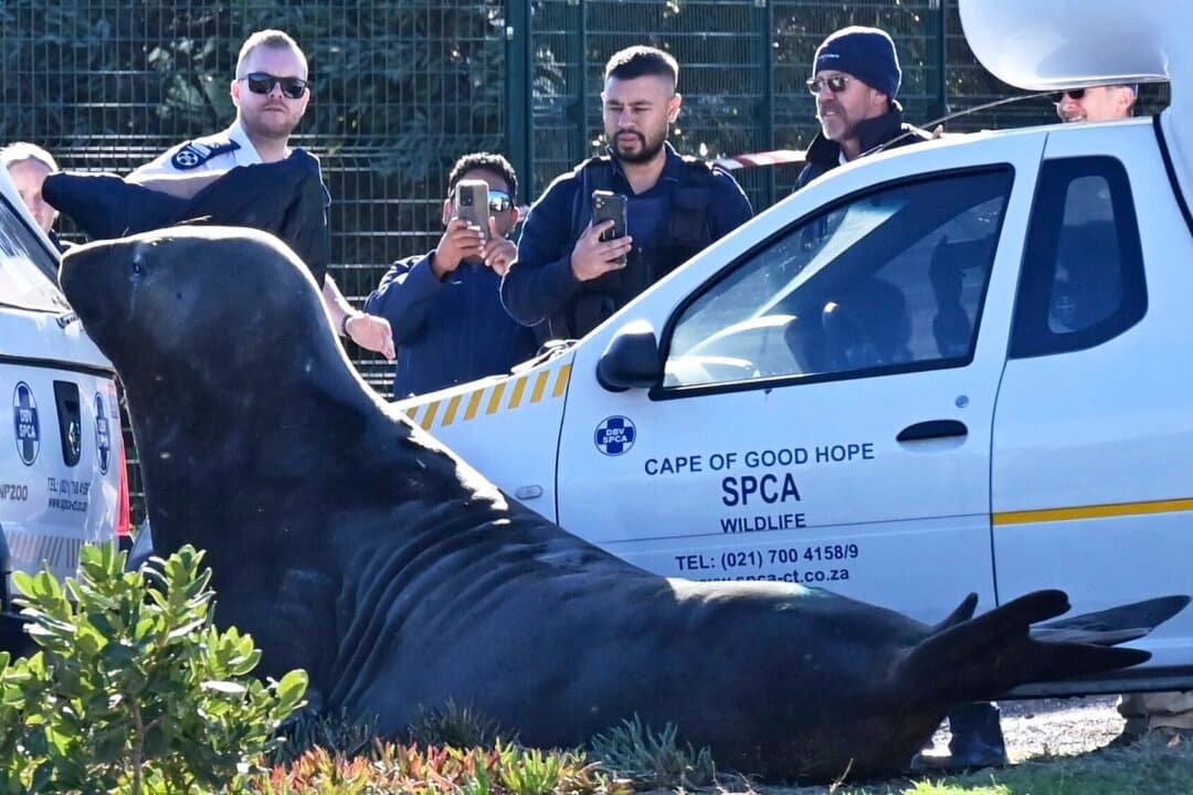 "¿Cómo llegaste aquí?": Hallan elefante marino gigante vagando por una calle de Sudáfrica