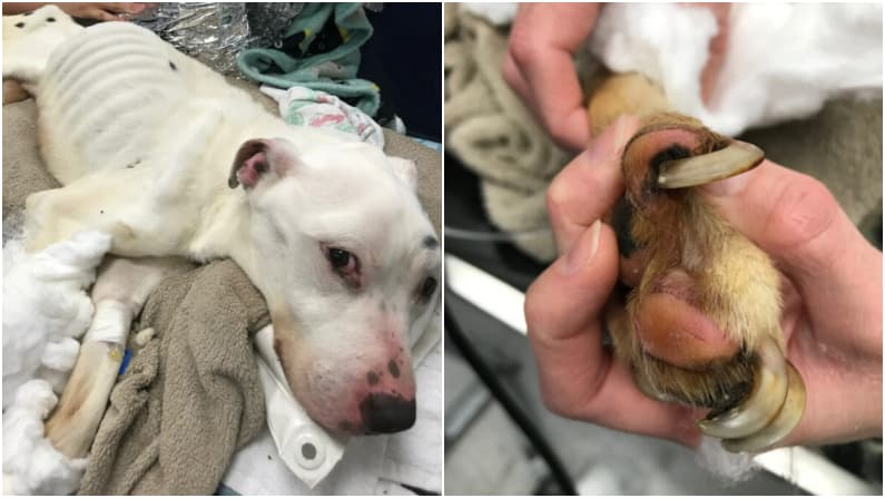 Perrito abandonado que comía vidrios y pilas viejas para sobrevivir, se salvó de milagro