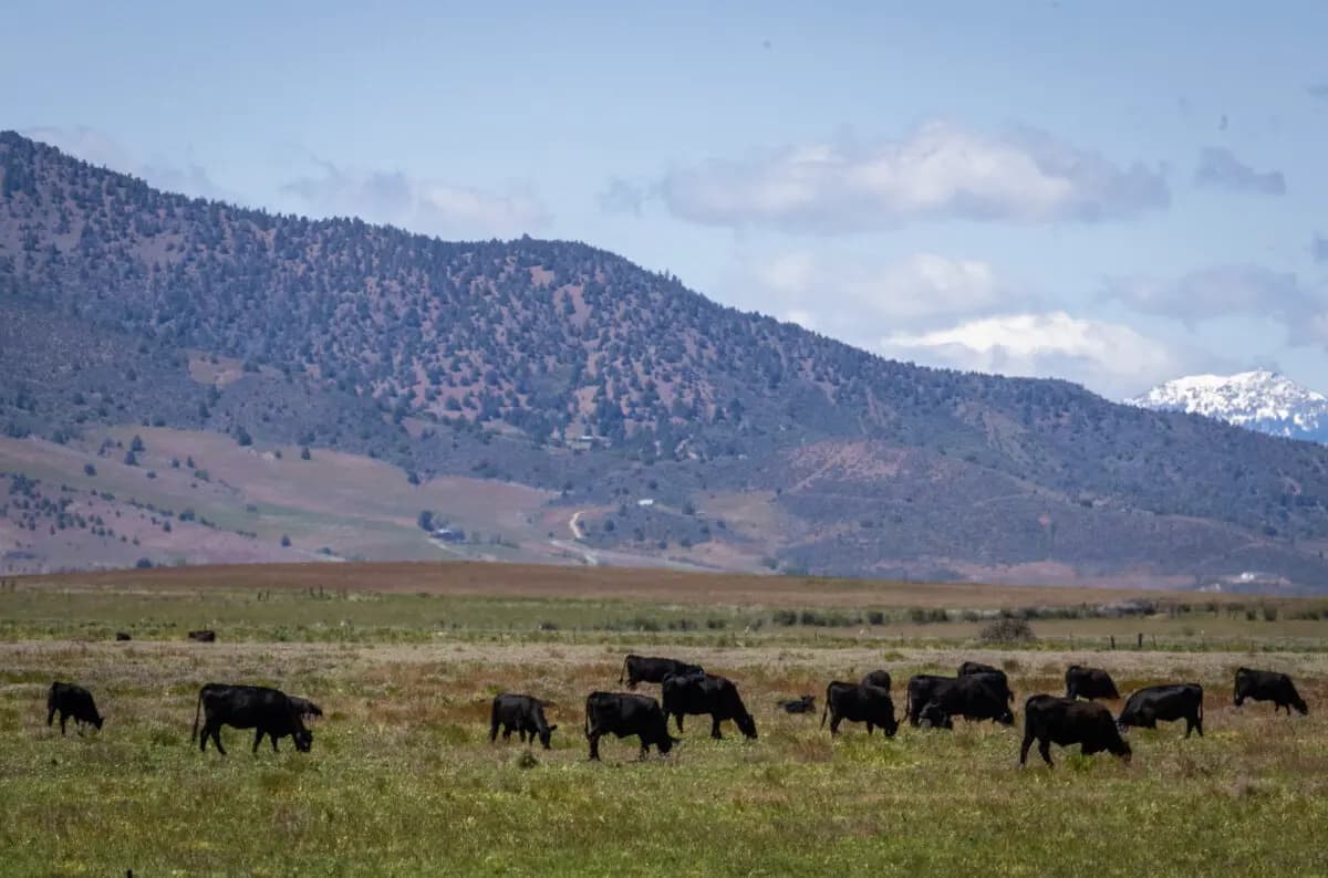 Ganado pastando en el rancho Cold Springs, en el condado de Siskiyou, California, el 7 de mayo de 2024. (John Fredricks/The Epoch Times).