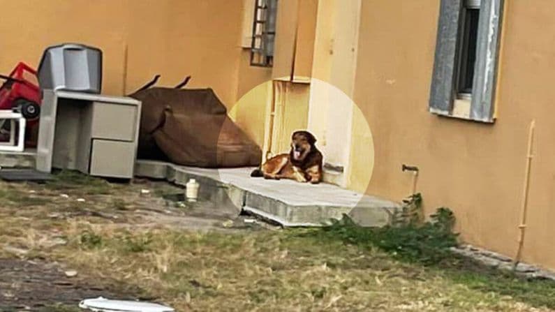 Triste y abandonado: Así lo dejaron sus dueños cuando se mudaron de casa