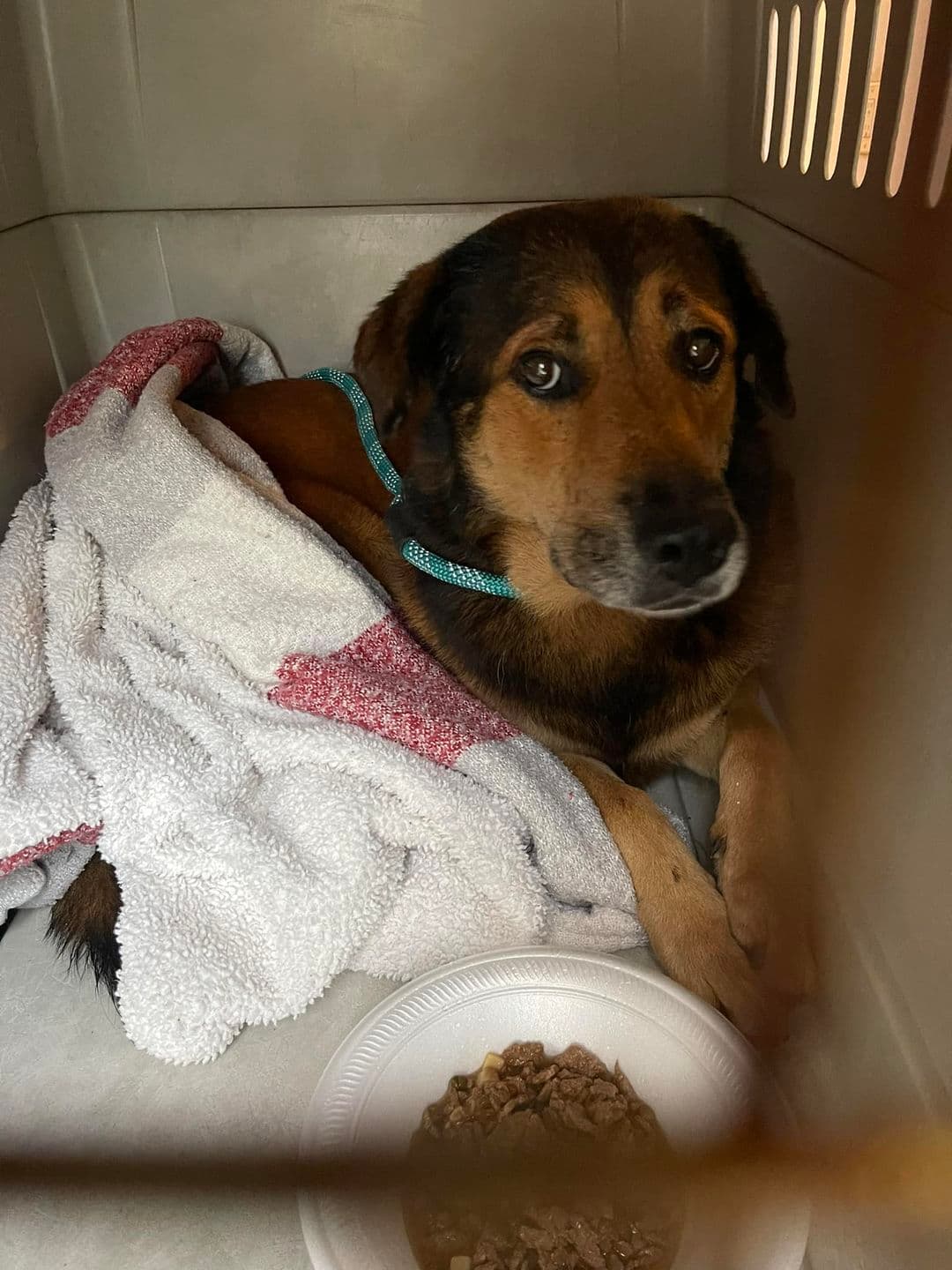 (Cortesía de Everglades Angels Dog Rescue)
