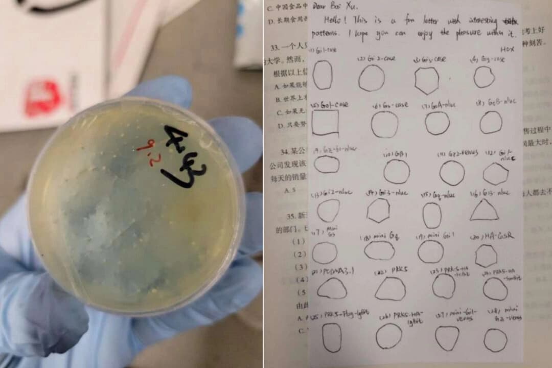 Placas de Petri y notas encontradas en los paquetes interceptados que la investigadora china Han Chengxuan supuestamente introdujo de contrabando en Estados Unidos. (Departamento de Justicia)