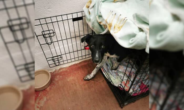 Amor vence al miedo: Cachorro aterrado aprende a amar tras una larga recuperación