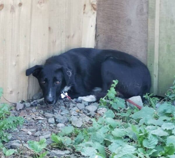 (Cortesía de <a href="https://www.facebook.com/oakwooddogrescuehull/" target="_blank" rel="noopener">Oakwood Dog Rescue</a>)