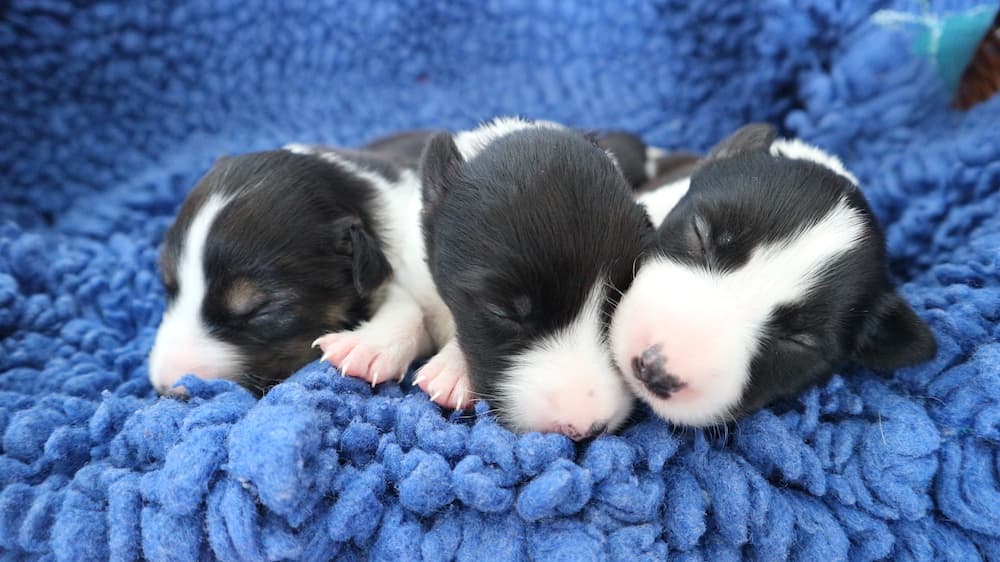 Cortesía de la Sociedad Irlandesa para la Prevención de la Crueldad hacia los Animales (<a href="https://ispca.ie/" target="_blank" rel="noopener">ISPCA</a>)