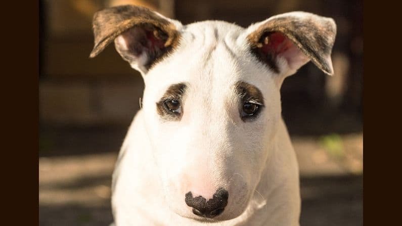 Perro salva a su dueño al despertarlo en un incendio: "Un minuto más" y no hubiera sobrevivido