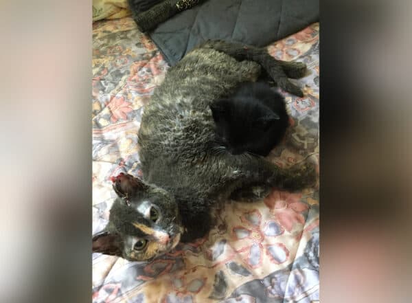 (Cortesía de <a href="https://furgetmenot.ca/" target="_blank" rel="noopener">Furget Me Not Animal Rescue</a>)