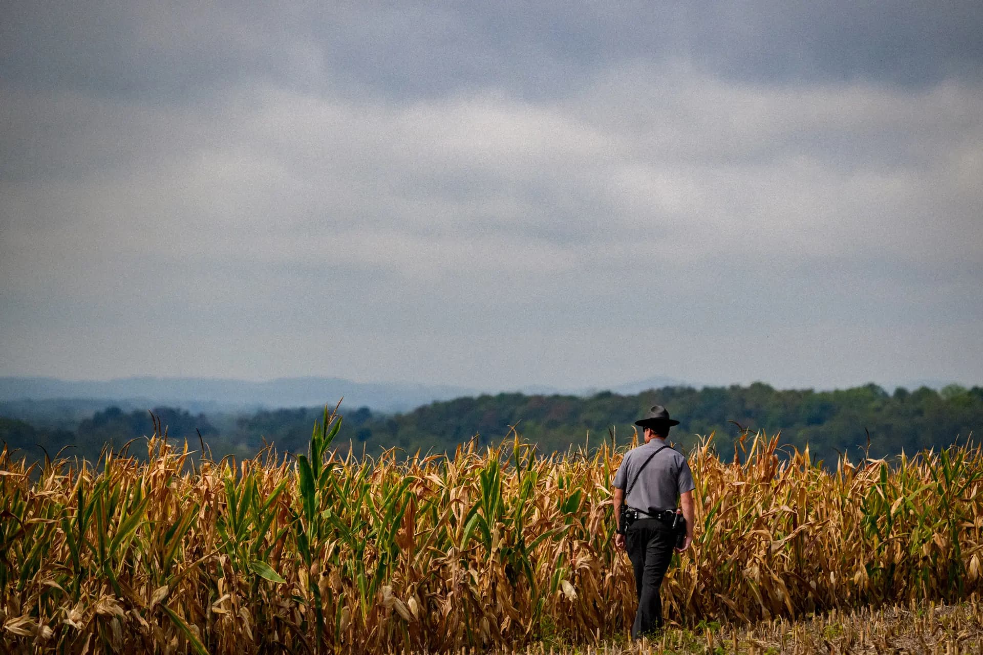 Un agente de la policía estatal de Pensilvania inspecciona un maizal antes de la llegada del expresidente Donald Trump para un acto de campaña sobre seguridad alimentaria en un granero de la granja Smith Family Farm, en Smithton, Pensilvania, el 23 de septiembre de 2024. (Jeff Swensen/Getty Images).