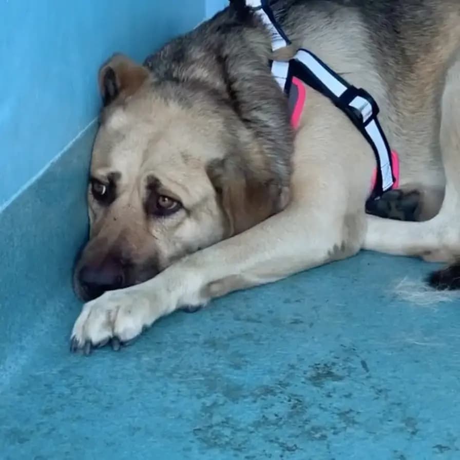 Chloe (Mira) en el refugio antes de ser rescatada. (Cortesía de The Animal Rescue Mission <a href="https://www.instagram.com/theanimalrescuemission/" target="_blank" rel="noopener">@theanimalrescuemission</a>)