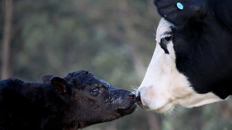 Vaca "llora" toda la noche cuando se llevan a su ternero para venderlo: Su reencuentro es muy emotivo