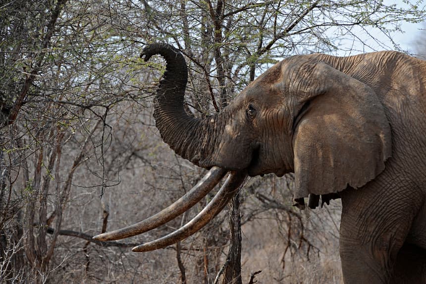 Mueren dos turistas por el ataque de un elefante en el este de Zambia