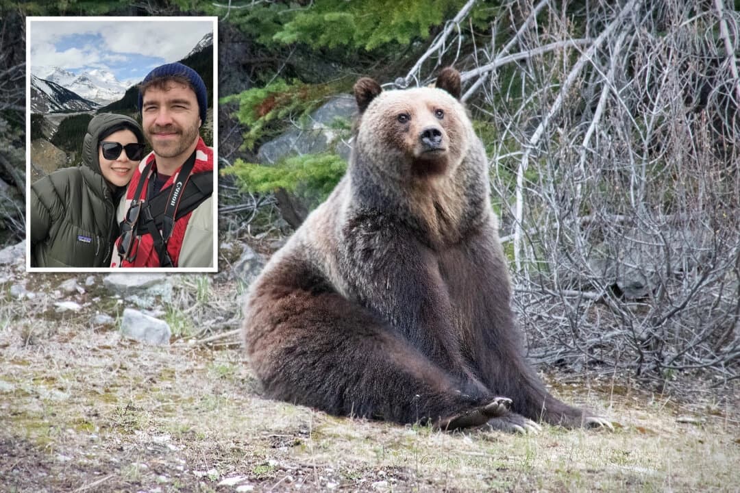 Hombre captura imágenes de enorme oso pardo relajándose junto a la autopista: "Estaba pasando el rato"
