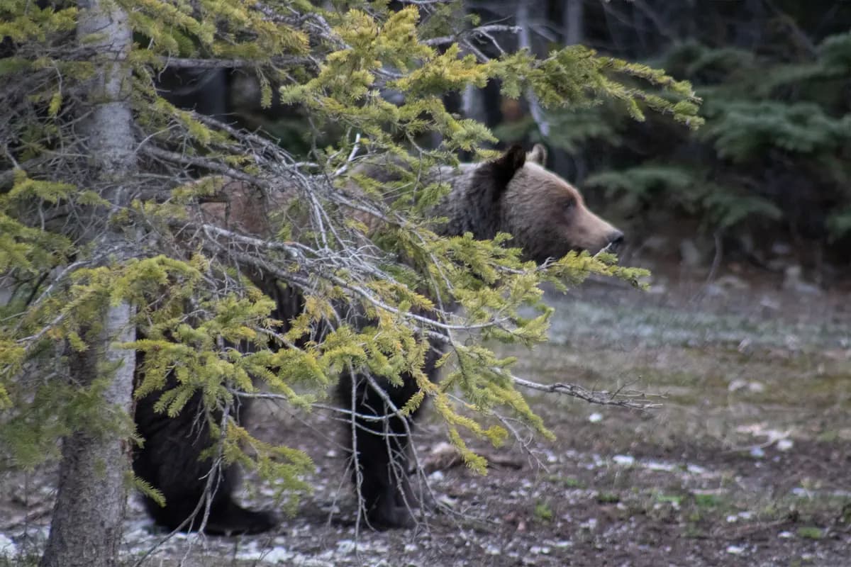 Un oso grizzly recién salido de su hibernación cerca del Campo de Hielo Columbia, en las Montañas Rocosas de Alberta. (Cortesía de <a href="https://www.facebook.com/tylerwallphotography/?locale=es_ES" target="_blank" rel="noopener">Tyler Wall</a>).