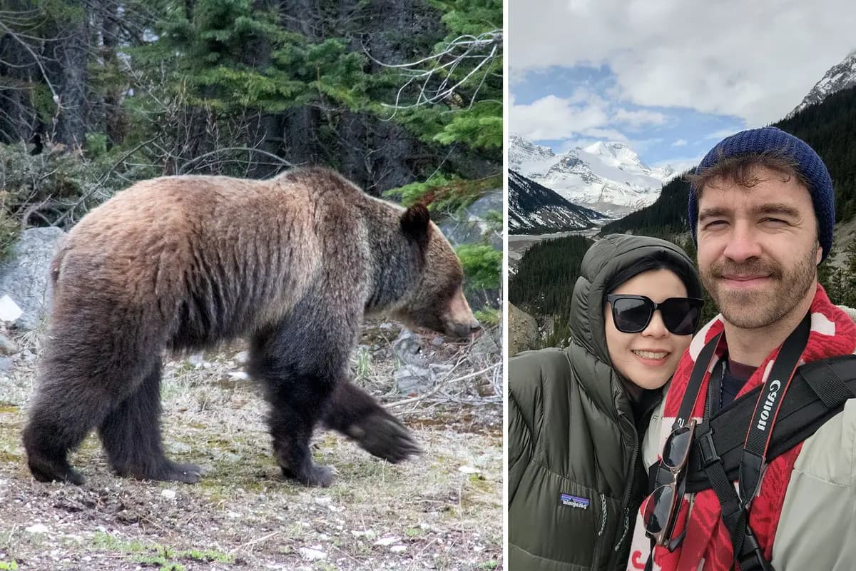 (Izquierda) El oso grizzly se mostró relajado e ignoró a Wall y a su novia en el coche. (Derecha) El fotógrafo Tyler Wall y su novia. (Cortesía de <a href="https://www.facebook.com/tylerwallphotography/?locale=es_ES" target="_blank" rel="noopener">Tyler Wall</a>).