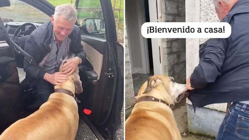 Scooby-Doo de la vida real: Este gran danés adora robar las chamarras de su dueño