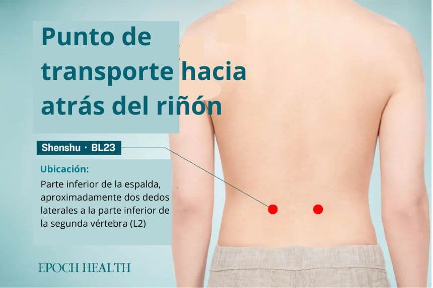 Ubicación del punto de acupuntura Shenshu. (The Epoch Times)