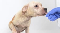 Pareja será juzgada por crueldad animal tras encontrar 38 perros en terribles condiciones en su casa