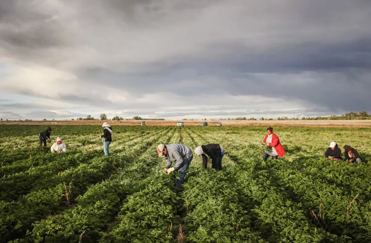 Trabajadores mexicanos cosechan perejil ecológico en una granja de Wellington, Colorado, el 11 de octubre de 2011. (John Moore/Getty Images)