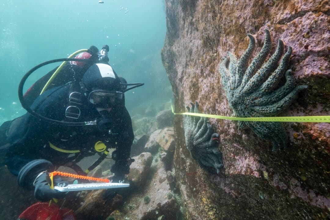 Resuelven misterio de la muerte de más de 5000 millones de estrellas de mar, dicen científicos