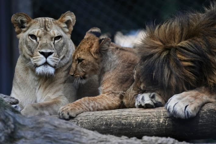 Zoológico checo da la bienvenida a 4 cachorros de león de Berbería, extintos en estado salvaje