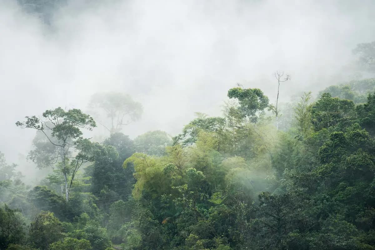 Un bosque nuboso cerca del Refugio Paz de Las Aves en Ecuador. (Shutterstock/Gert Olsson)