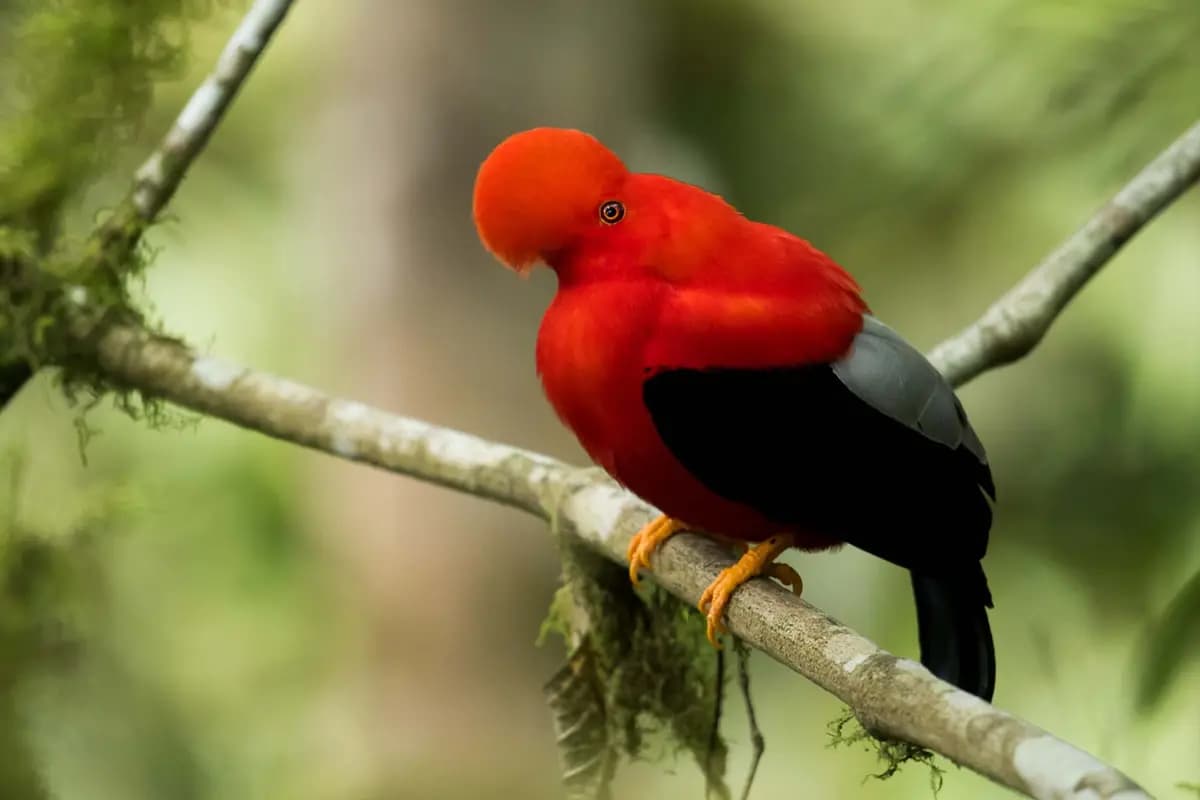 Un gallito de las rocas andino posado en el Refugio Paz de Las Aves, en los Andes de Ecuador. (Cortesía de Claudia Brasileiro).