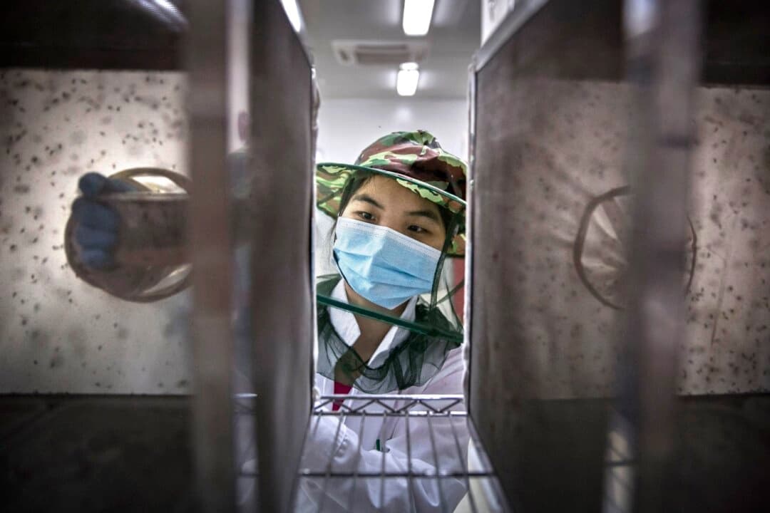 China exige pruebas de sangre y libera mosquitos de laboratorio para frenar brote de chikungunya