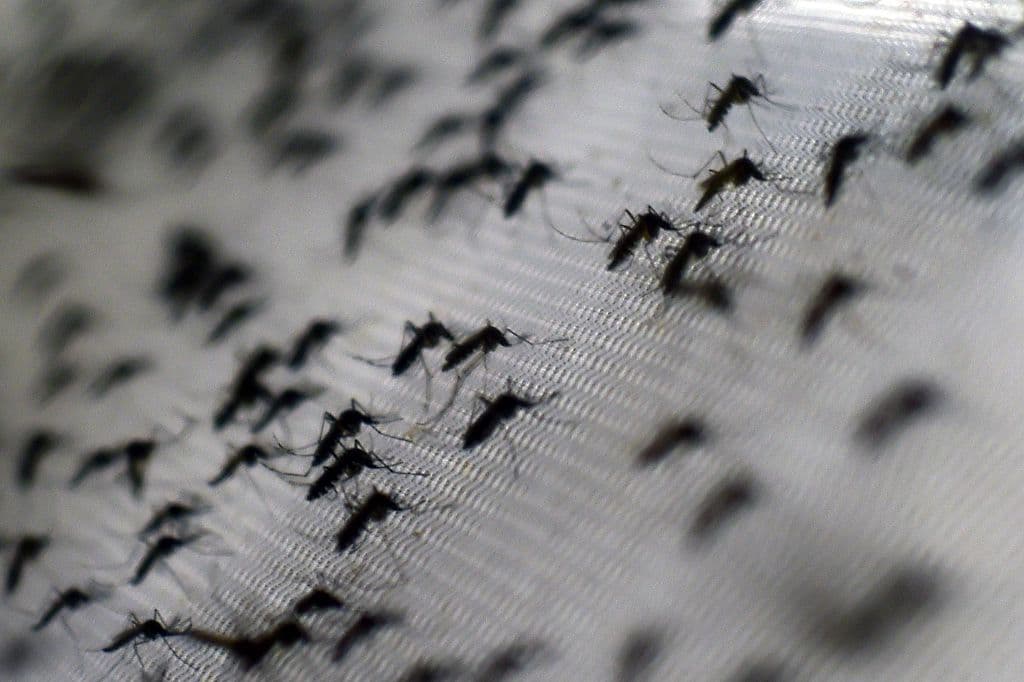 Brote de chikungunya desencadena controles similares a los del COVID en China