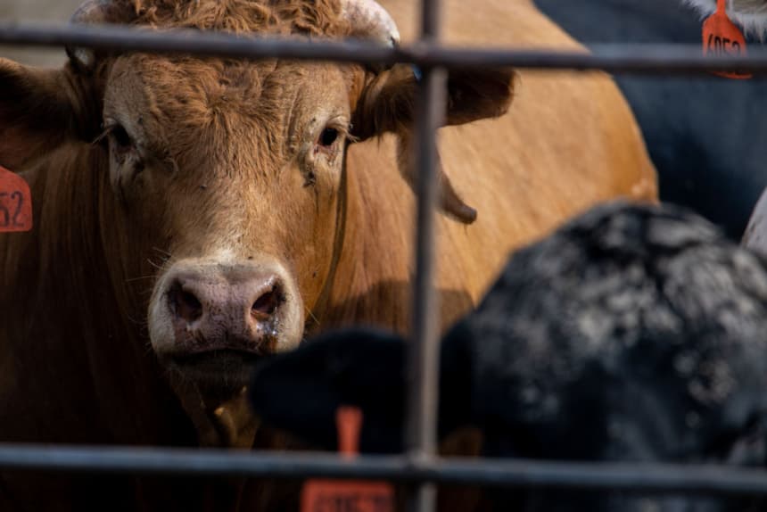acas en un corral de engorda el 14 de junio de 2023 en Quemado, Texas. (Brandon Bell/Getty Images)