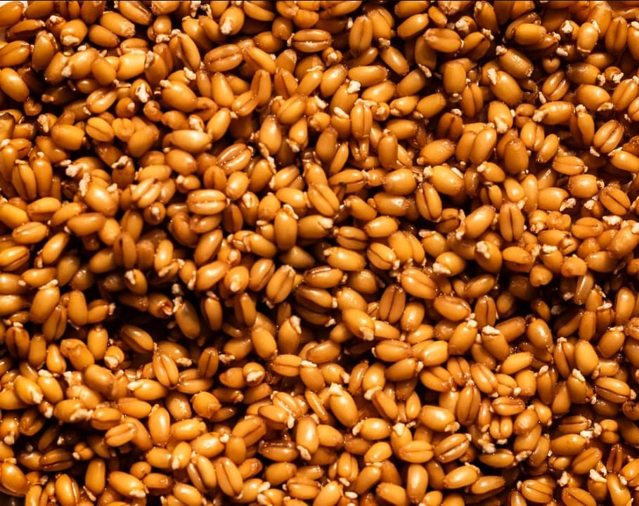Los granos germinados añaden dulzura, textura y nutrición a las comidas cotidianas. (Jennifer McGruther)