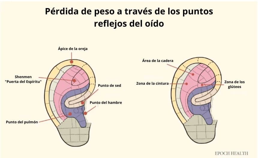 Pérdida de peso a través de los puntos reflejos del oído. (The Epoch Times)