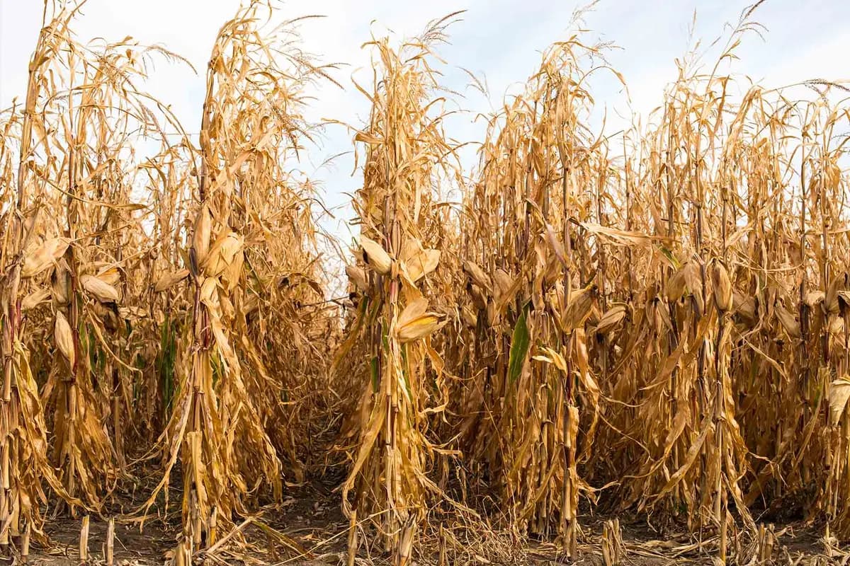 Un campo de maíz listo para la cosecha. (Shutterstock/oksana2010)