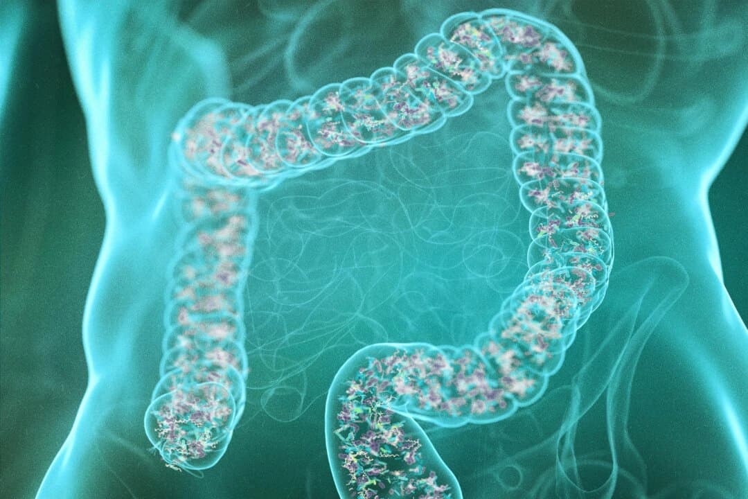 Intestino grueso (3dMediSphere/Shutterstock)