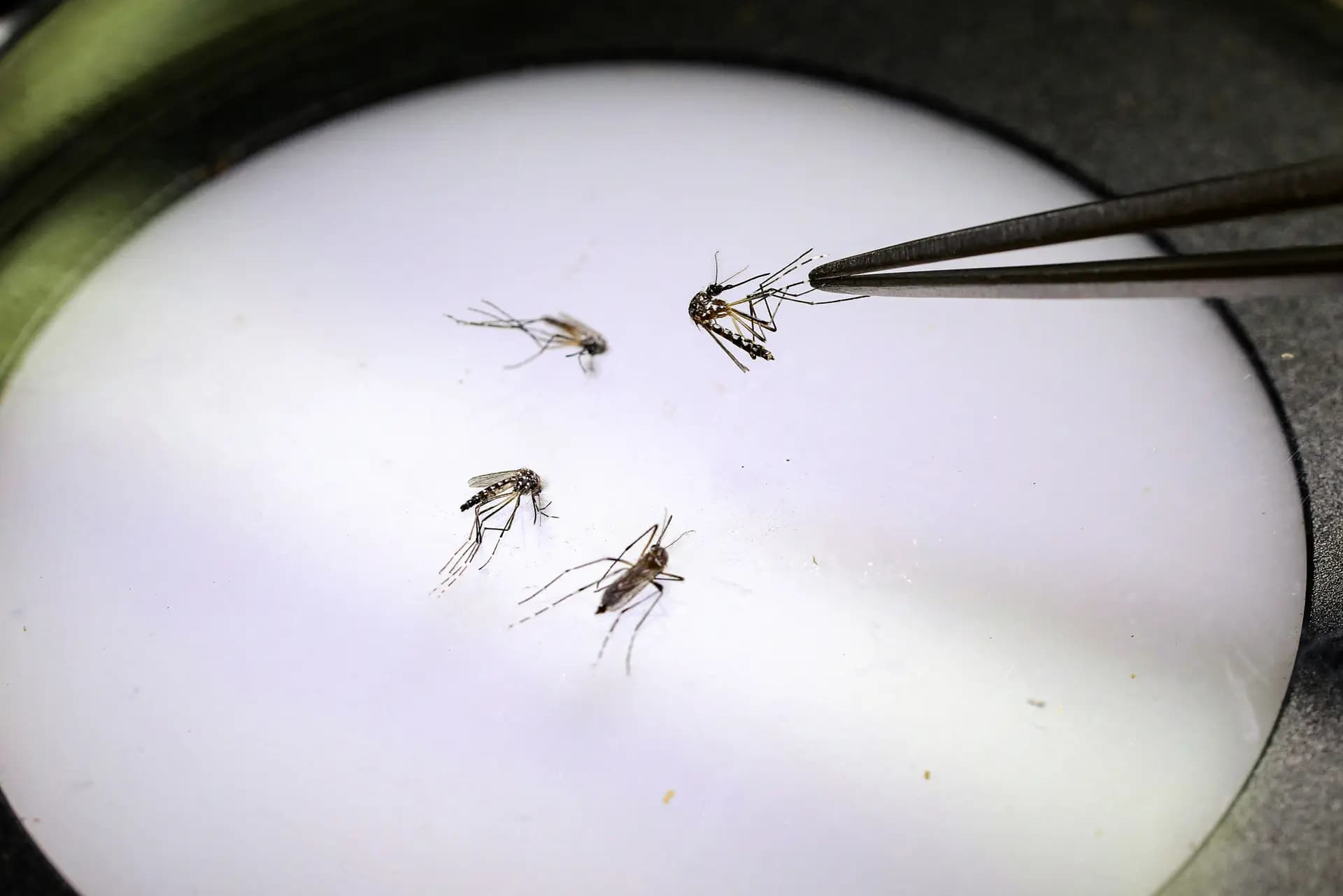 Un técnico de laboratorio sostiene un mosquito en la fábrica del Programa Mundial de Mosquitos en Medellín, Colombia, el 4 de junio de 2024. Desde hace tiempo, los científicos han liberado mosquitos modificados biológicamente para frenar la transmisión de enfermedades como el chikunguña. (Jaime Saldarriaga/AFP vía Getty Images)