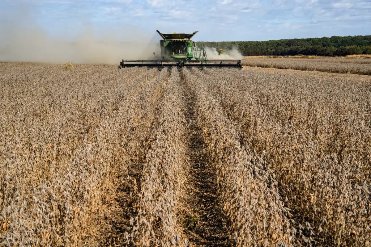 Un agricultor cosecha soja en el condado de Tallahatchie, Misisipi, el 4 de octubre de 2025. (Samira Bouaou/The Epoch Times).