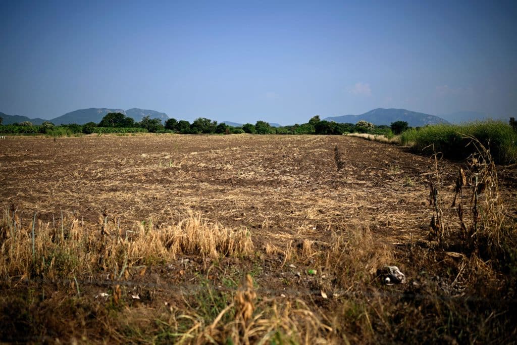 Vista de una plantación de limones abandonada por sus propietarios debido a la extorsión de bandas criminales organizadas en Apatzingán, estado de Michoacán, México, tomada el 20 de septiembre de 2023. (ALFREDO ESTRELLA/AFP vía Getty Images)