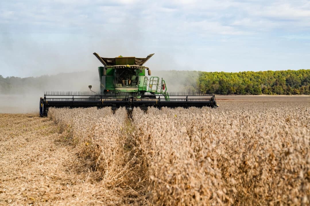 Un agricultor cosecha soja en el condado de Tallahatchie, Misisipi, el 4 de octubre de 2025. (Samira Bouaou/The Epoch Times)