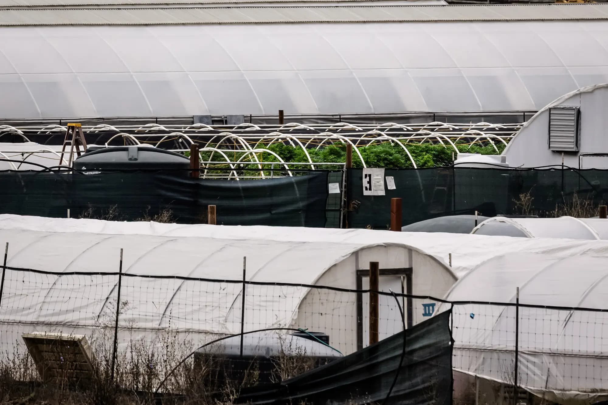 <em>Un cultivo de marihuana cerca de Covelo, California, el 9 de octubre de 2025. El sheriff Kendall dice que muchos trabajadores de estos cultivos viven en condiciones precarias y podrían estar trabajando en contra de su voluntad. (John Fredricks/The Epoch Times)</em>