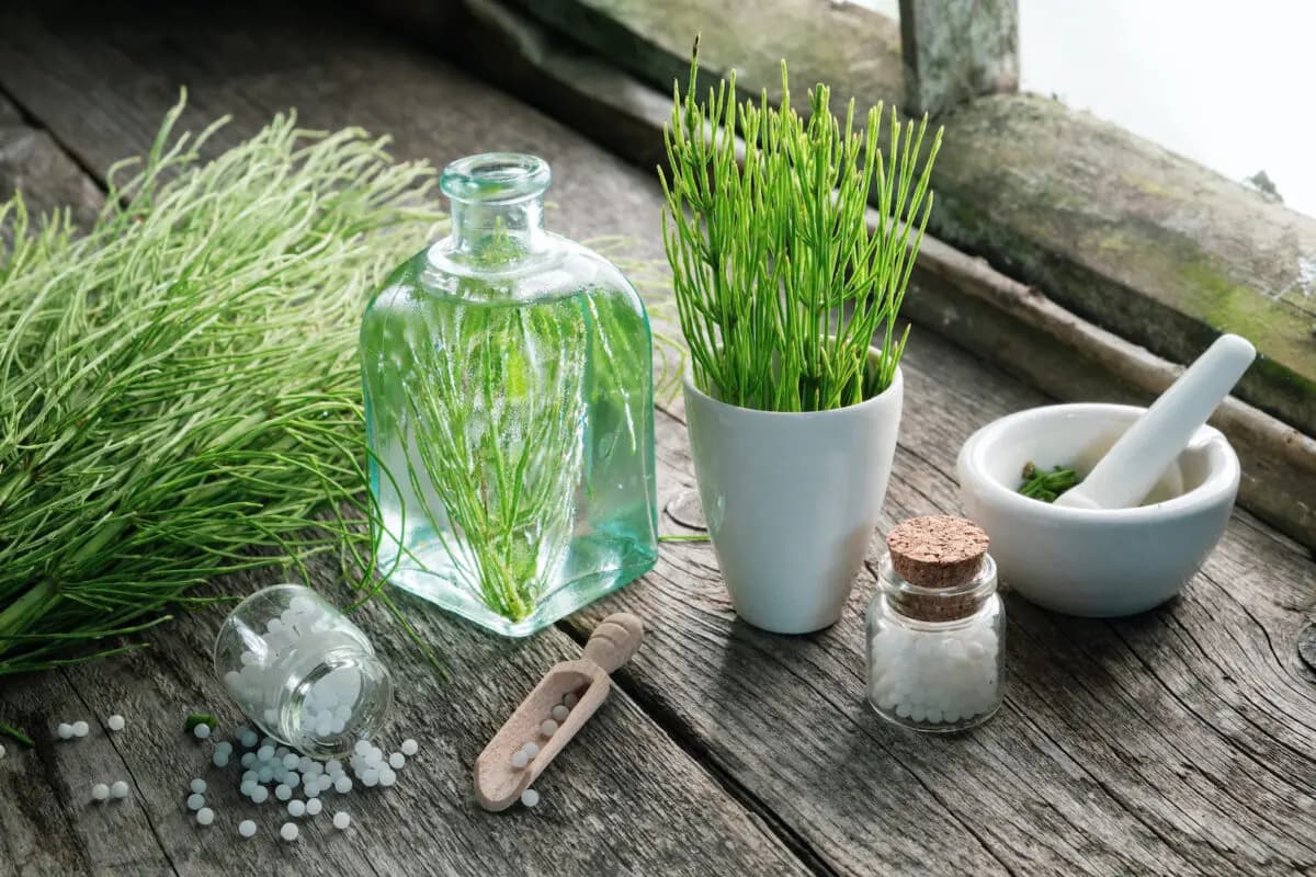 <em>Cola de caballo (Equisetum arvense). (Chamille White/Shutterstock)</em>