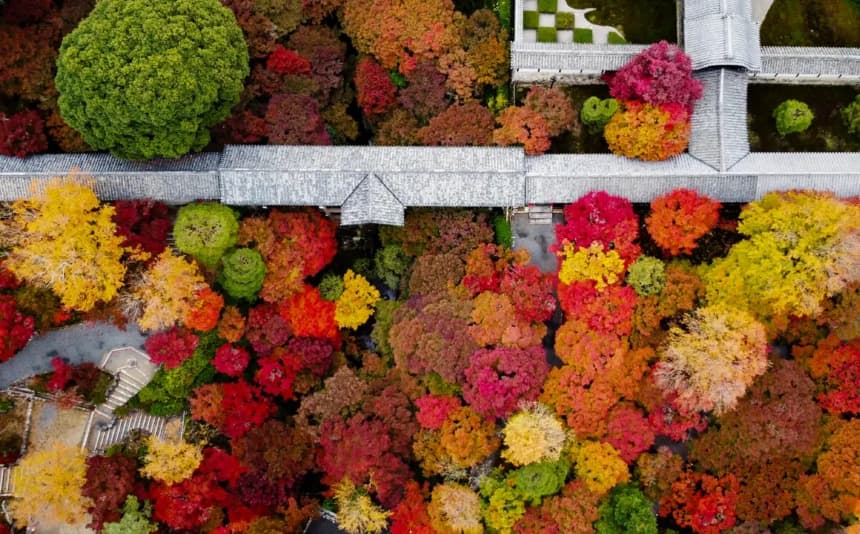 Esta imagen aérea muestra las hojas otoñales en su máximo esplendor rodeando el puente Tsutenkyo, en los terrenos del templo Tofukuji, en la ciudad de Kioto, Japón, el 27 de noviembre de 2024. (JIJI Press/AFP a través de Getty Images)