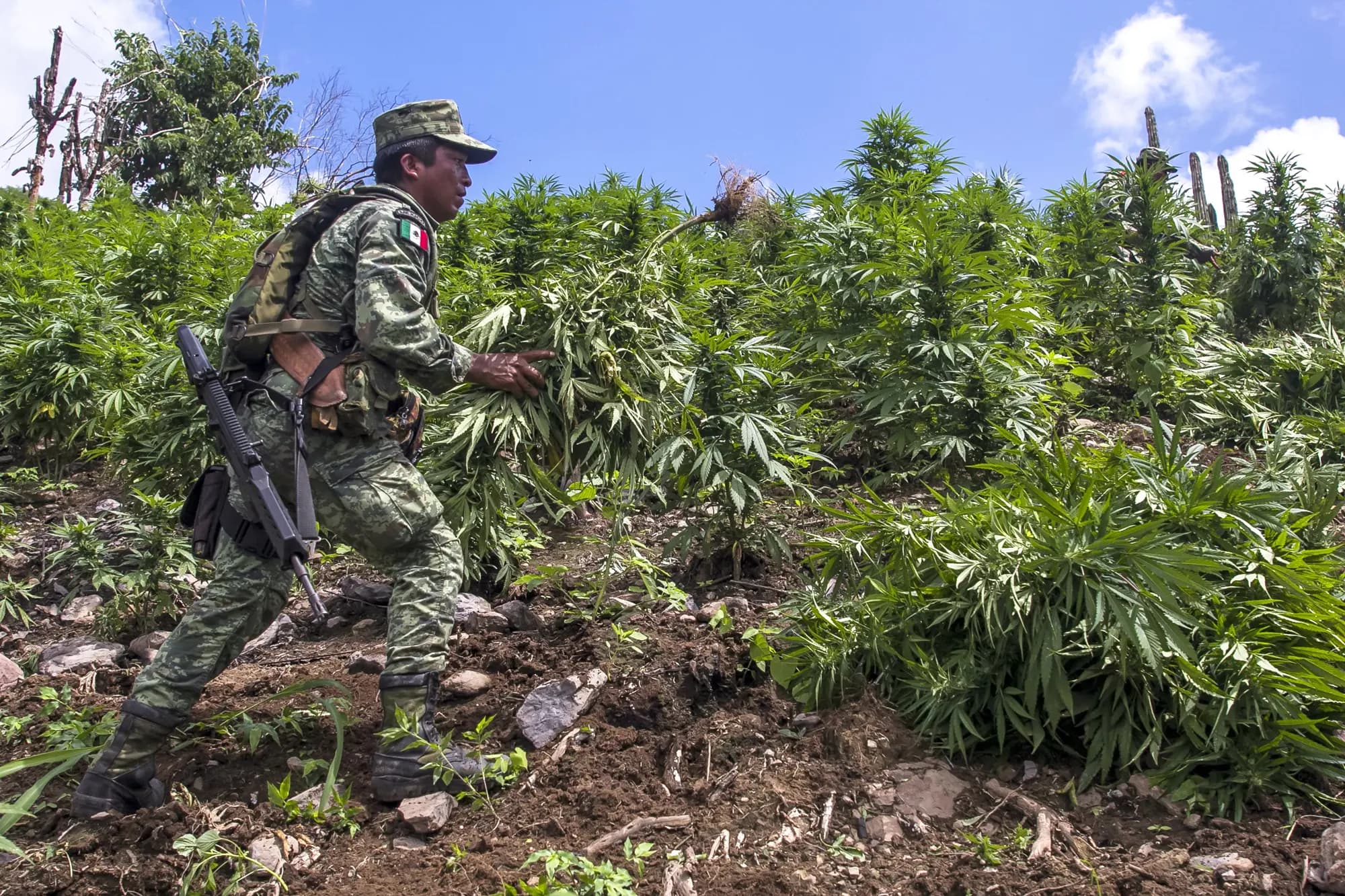 Un soldado mexicano participa en la destrucción de una plantación ilegal de marihuana en el municipio de Cosalá, México, el 2 de octubre de 2019. Anteriormente, los cárteles mexicanos ocultaban cultivos de marihuana al aire libre en terrenos públicos estadounidenses, pero en los últimos años, organizaciones chinas se han instalado en estados que legalizaron la marihuana y redujeron las penas por cultivo ilegal, según declaró un exinvestigador de narcóticos de California. (Rashide Frias/AFP vía Getty Images)
